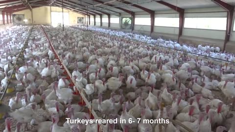 Incredible Poultry Farm Technology Produces Million Turkeys 🍗 - Modern Turkey processing Factory