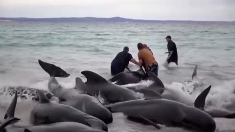 Almost 100 Whales Die on Australian Beach