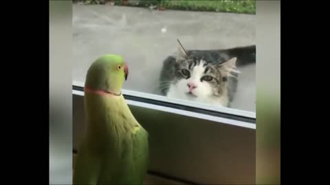 Cute Parrot 🦜