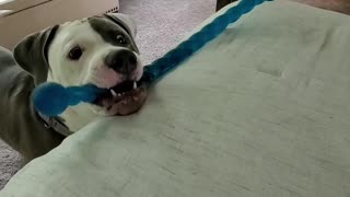 Puppy teases human with dog toy