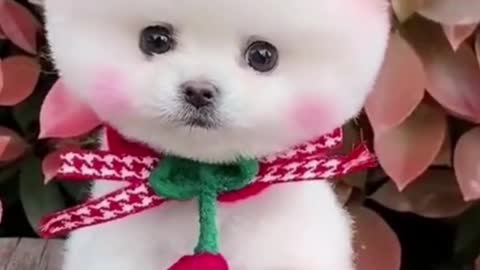 Dog cute funny video | dogs lovers | puppy grooming | adorable puppy