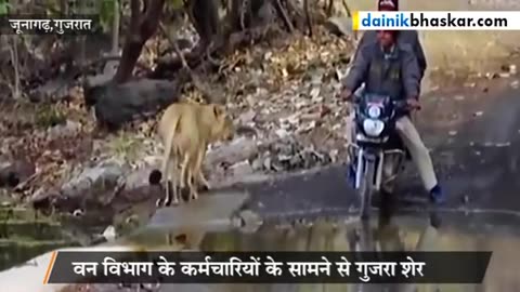 Lion Crosses Path of Forest Workers in Gir Forest, India