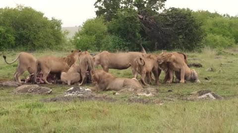 Lion vs Hyena || lion killing hyena's clan || best moment of animals battle
