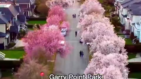 Best places to see cherry blossom in and around Vancouver