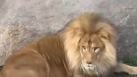 Funny Father of Lion Cub 🤣 - Nouman Hassan -
