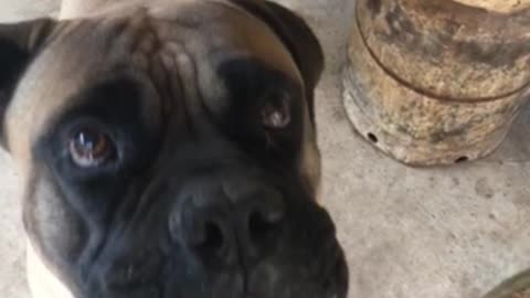 Mastiff Inhales Pancake!