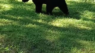 Bear Scratches Itself on Pole