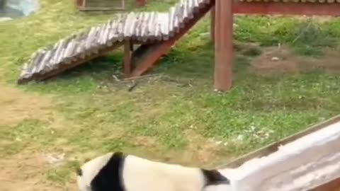 Funny panda sliding- funny animals