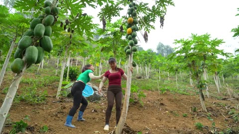 Harvesting Ripe Papaya Fruit Goes To Countryside Market Sell - Cooking Papaya | Free Bushcraft