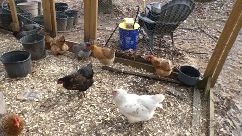 Tasty, sausage-like meat loaf: Souse! The hens obliterate it.