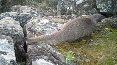 Sacarrabos | Egyptian Mongooses | Meloncillos