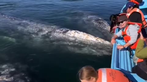 Experiencing the magic of Baja's friendly Gray Whales