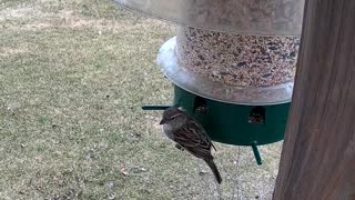 House Sparrow Female
