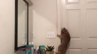 smart cat opening door