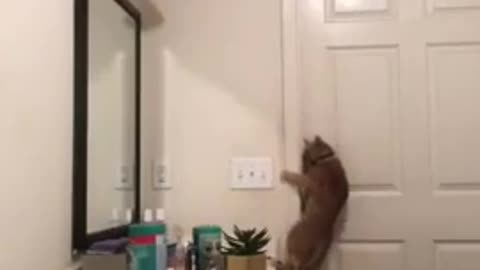 smart cat opening door