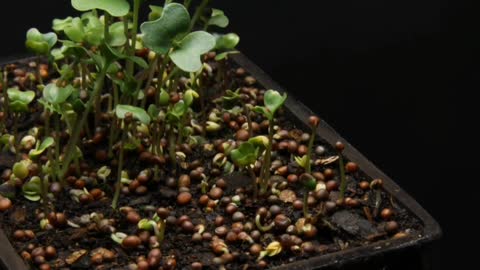 Plants growth time lapse compilation