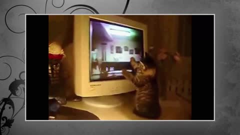 A cat watching an action movie will not stop laughing 2021