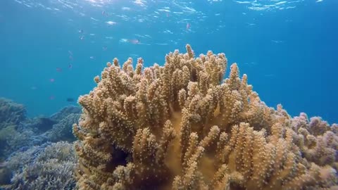 Lovely view of Corals