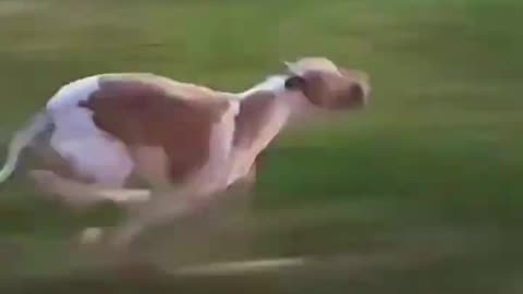 Run, Charlie, Run! - The Ultimate Greyhound Chase 🐶🏎️💨