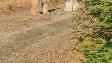 Two Canadian Lynx Interacting on Logging Road in Maine || ViralHog