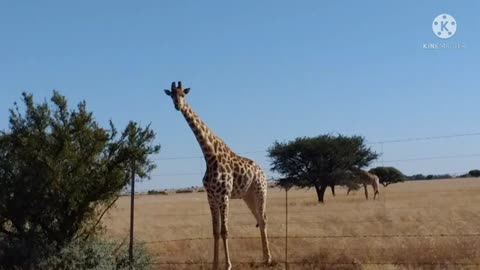 South african giraffe