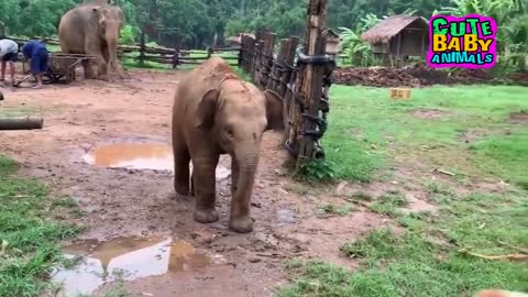 Funniest Baby Elephant Fails - Cute Baby Elephant