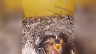 Baby birds nest !