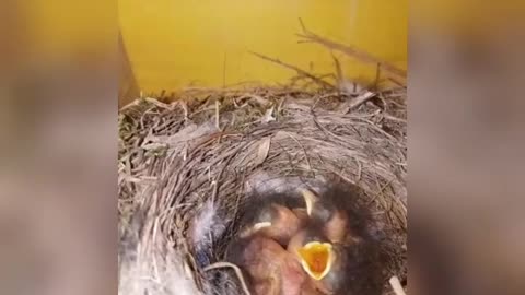 Baby birds nest !