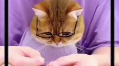 Latest funny animals video"'" Don't laugh please 🥺😂😂🤩"""