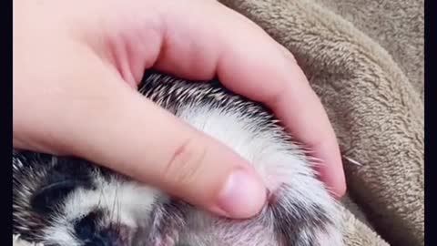 Cuddling my Hedgehog