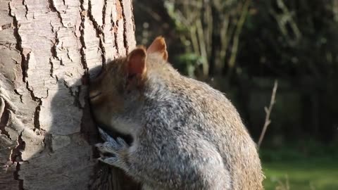squirrel eating in wood