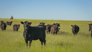 Riverbend Ranch Black Label Prime and Choice ANGUS meat Delivered!