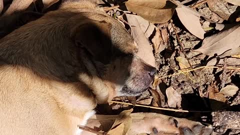 Let Sleeping Dog Shadow Sleep