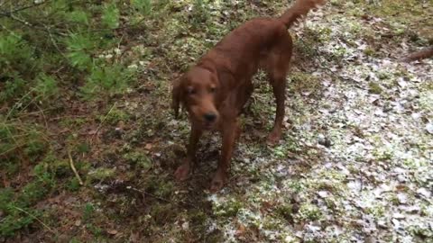 Irish Setter Fun - Red Dog Running