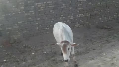 Cow children ranig