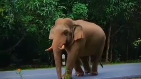 Visit by jungle safari and fun with elephant in jungle , Very beautiful movements.