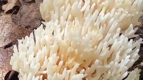 WHAT IS THIS CORAL LOOKING MUSHROOM? #explore