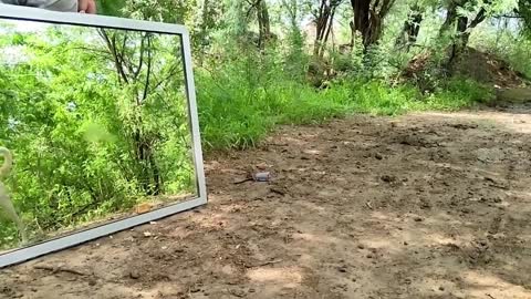 Puppy in the Mirror