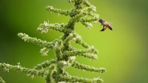 Honey bees flying around honeysuckle flowers