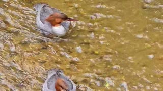 A fish swims together with goosanders on a river / water birds and a fish in the water.