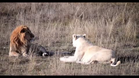 A white lioness and a male