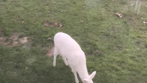 Albino Deer Comes to visit