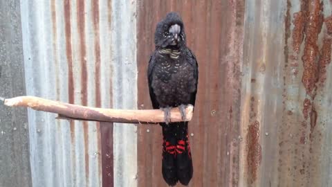 Red Tailed Black Cockatoo