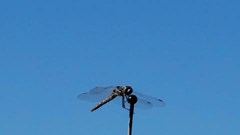 Dragonfly on Car Antenna