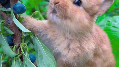 Rabbit 🐰 eating