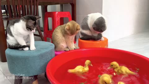 The kitten wants to jump into the water to swim and bathe with the ducklings! kitten is hesitant