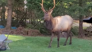 Bull Elk Battles Wheelbarrow