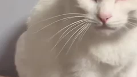 Amazing cat 🐈 trending video