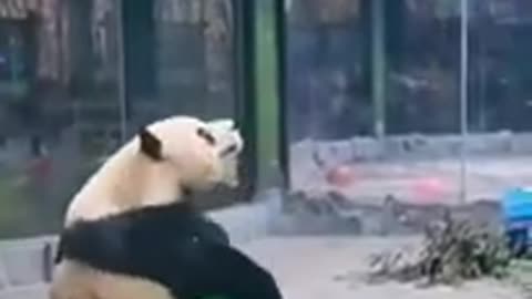 Funny Panda!