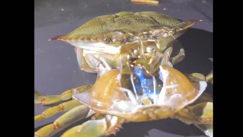 Timelapse of crab molting from its shell 😱 🎥